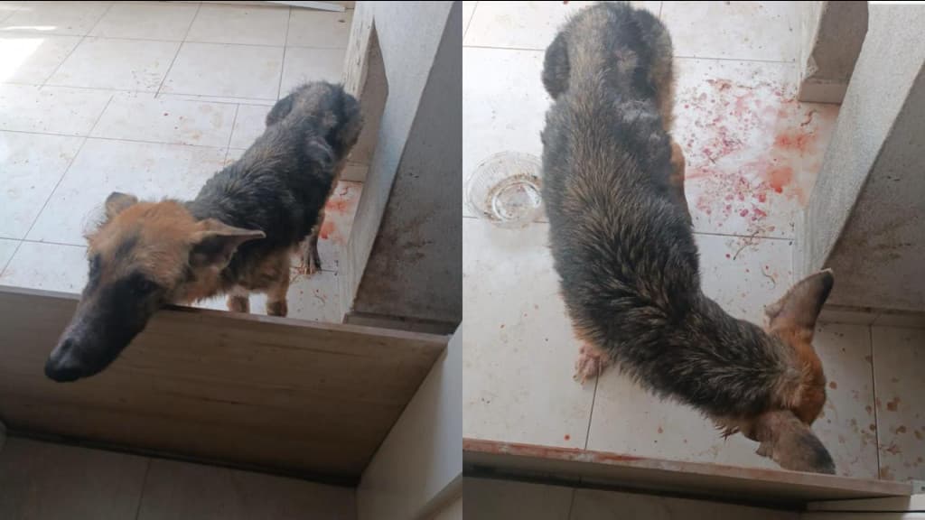Mulher é presa por maus-tratos contra o cachorro , em Camboriú