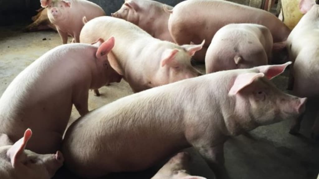 Santa Catarina mantém liderança nas exportações de carne suína em 2024