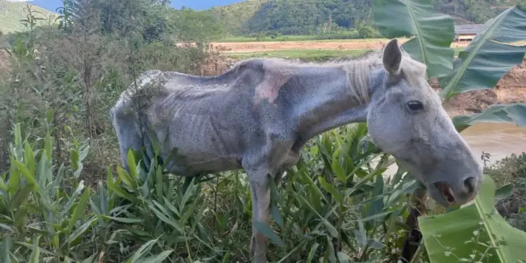 Cavalo é resgatado em situação extrema de maus-tratos, em São João Batista