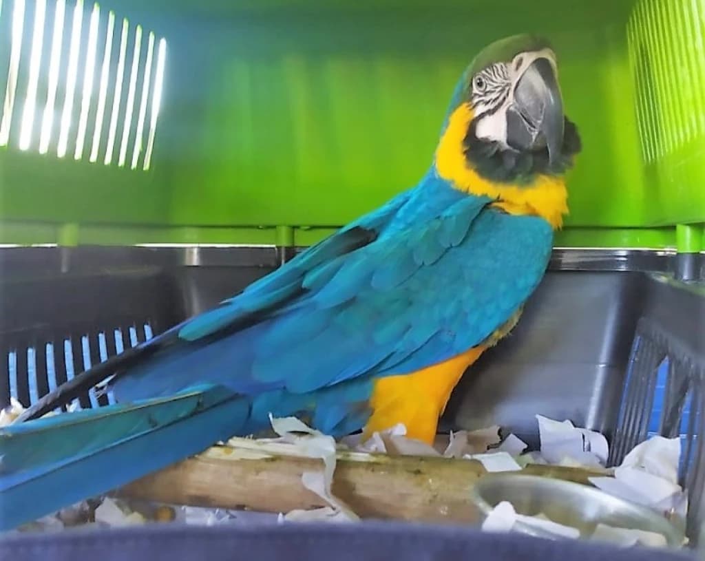 PRF flagra transporte e comércio ilegal de ave exótica na BR-101, em SC