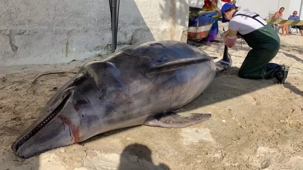 Golfinho “nariz de garrafa” é encontrado morto em Bombinhas
