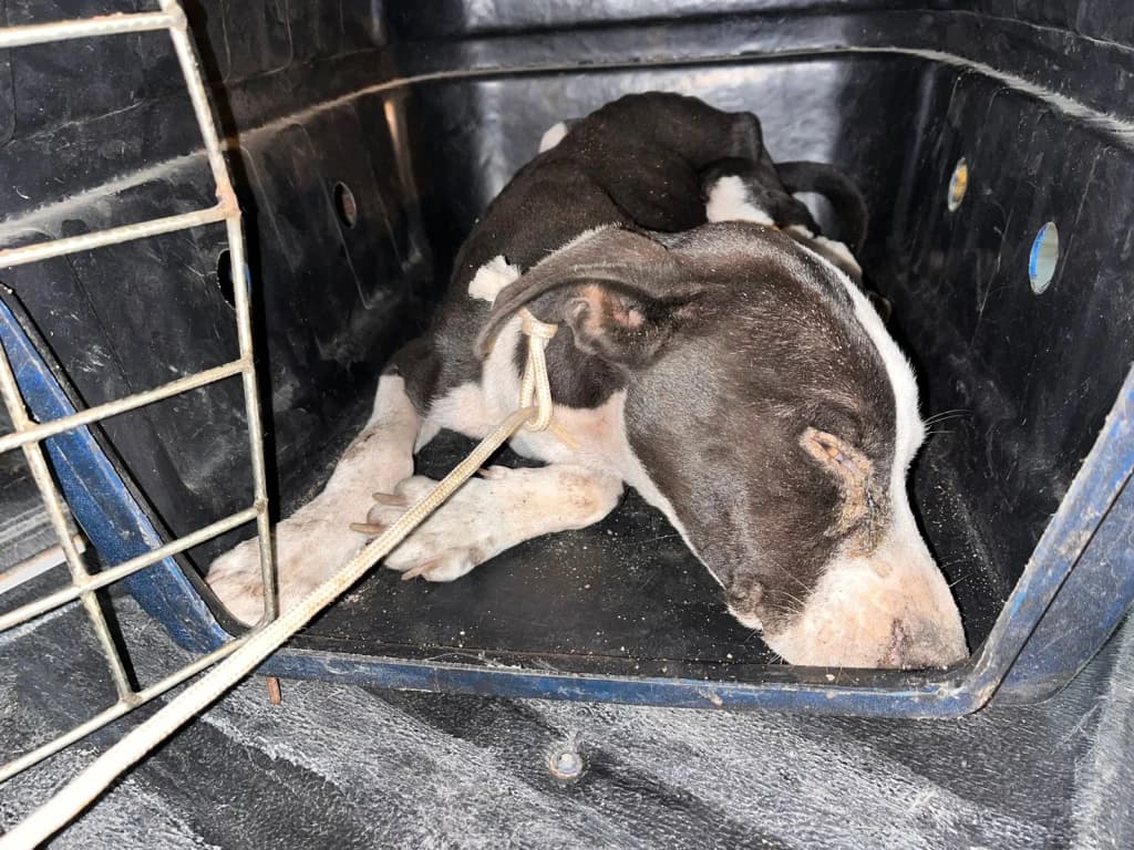 Cachorro doente é abandonado em Tijucas e tutora é presa por maus-tratos