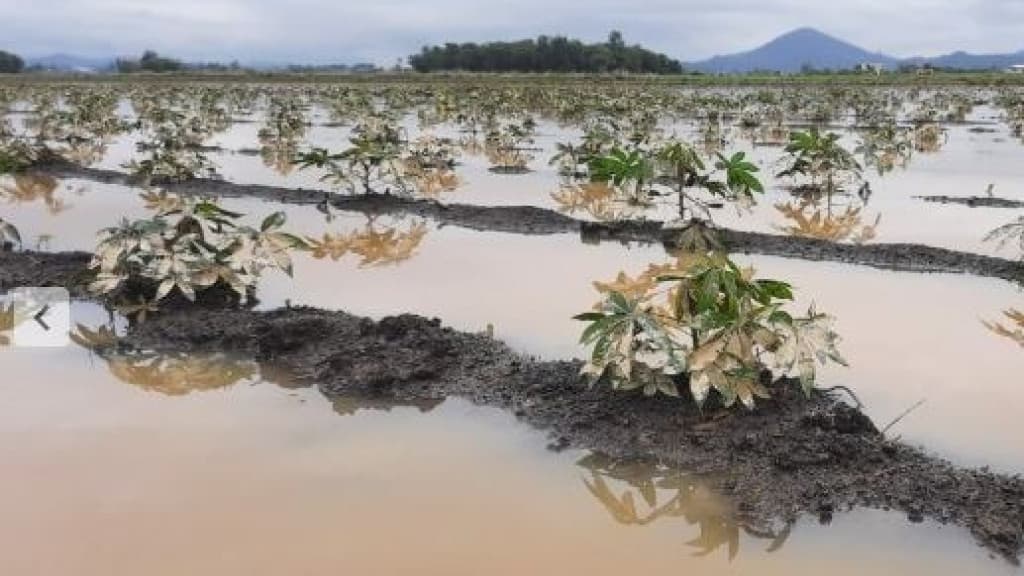 Agricultores de SC estimam que prejuízos gerados pela chuva chegam a R$ 200 mil
