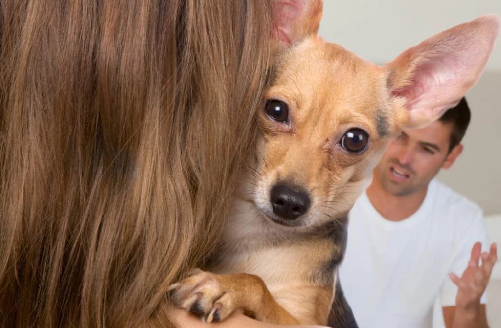 Ex-casal passa por audiência para definir guarda de cachorro em SC