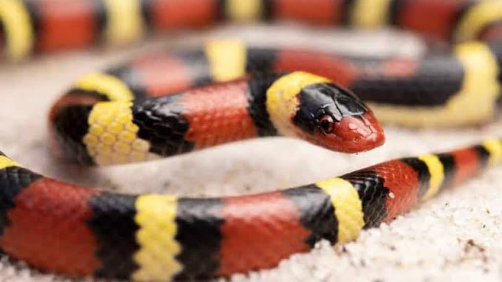 Morador encontra cobra coral dentro de residência