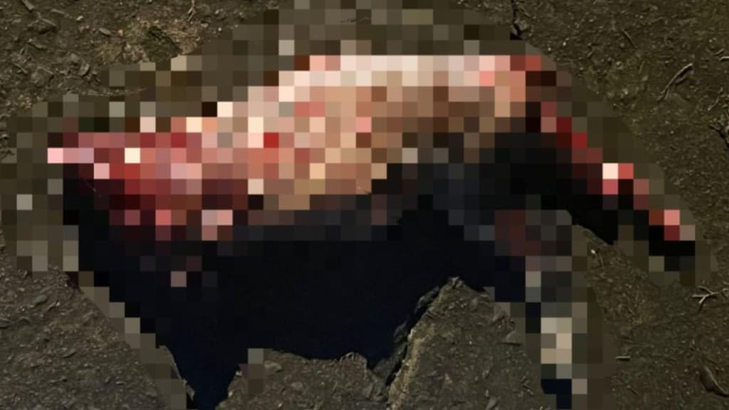 “Magia negra?”: gato é morto a tiros e tem cabeça e pele arrancadas