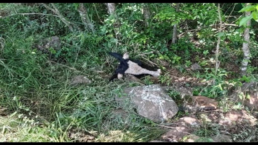 Ladrão abate gado e deixa apenas cabeça e vísceras em propriedade rural