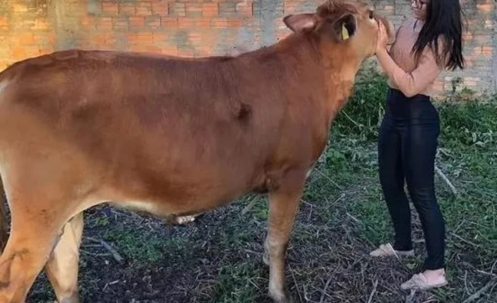 Boi de estimação desaparece em Florianópolis e tutora pede ajuda