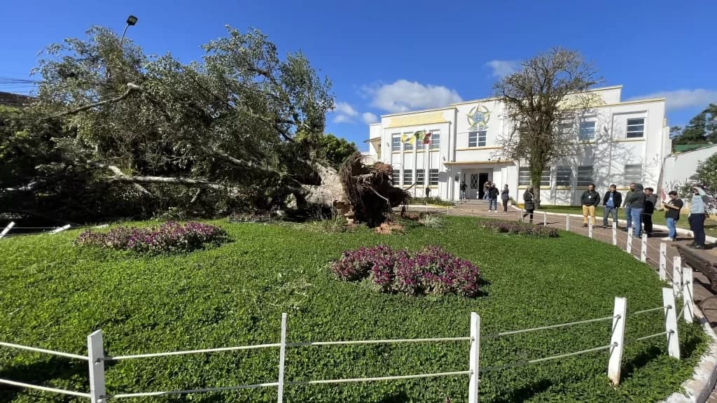 Ciclone extratropical derruba figueira centenária em Gaspar