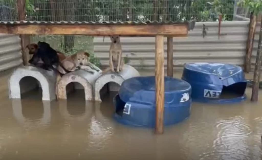 Enchente em SC deixa morador isolado com 232 cachorros