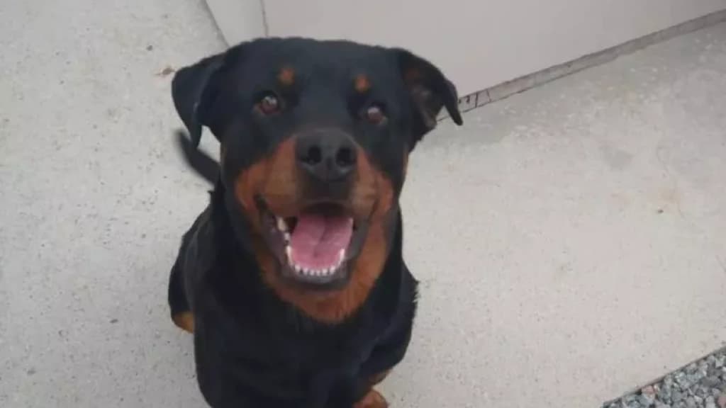 Homem mata Rottweiler que latia demais com tiro em SC