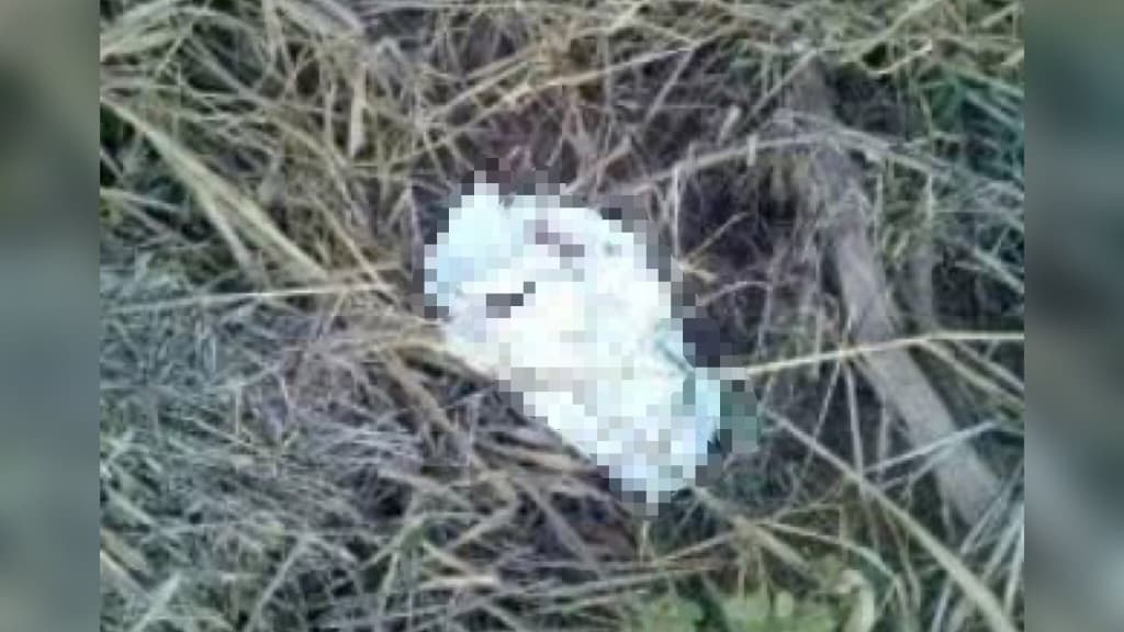 Casal abandona feto humano em matagal de Itajaí