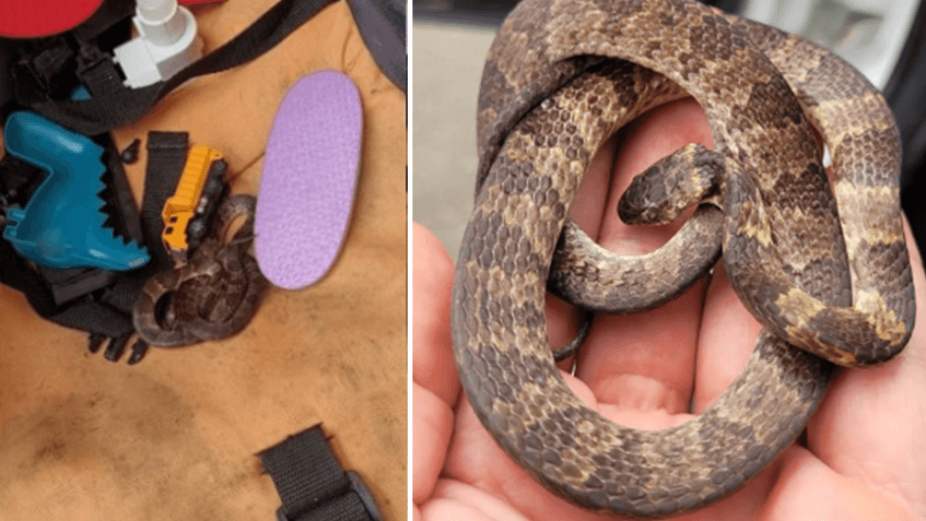 Moradores descobrem cobra dentro de carrinho de bebê