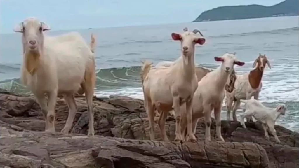 Cabras provam que praia é pra todos em Santa Catarina