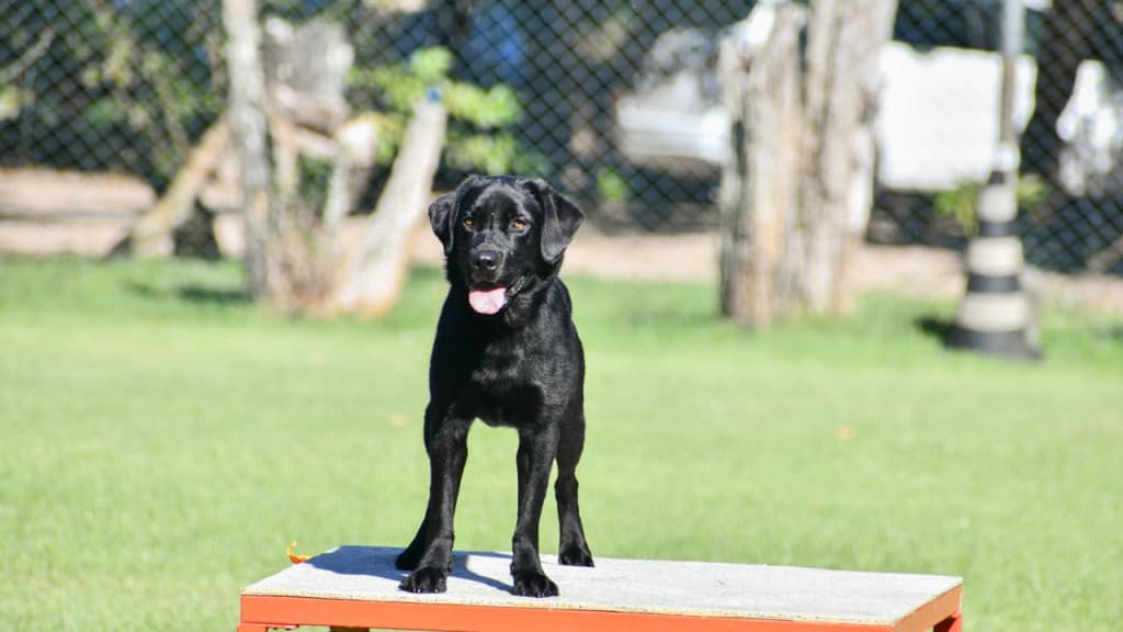 Dia dos cães de busca: Conheça os heróis de quatro patas de Santa Catarina