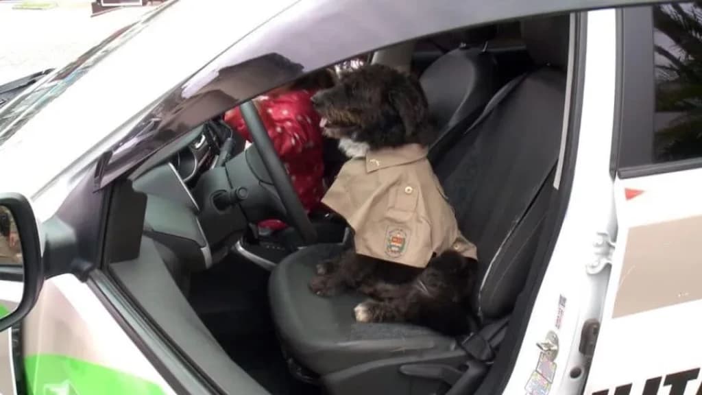 De cãozinho ferido a mascote da PM: A jornada de Stevi