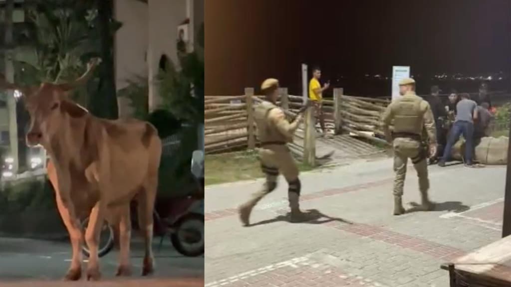 Mulher e animal ficam feridos durante farra do boi em Bombinhas