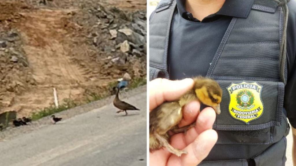 PRF realiza “Minioperação” para resgatar família de patos-selvagens na BR-470