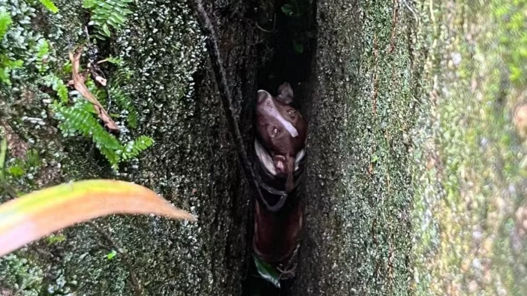 Em ato heróico, bombeiros salvam cadela presa entre pedras