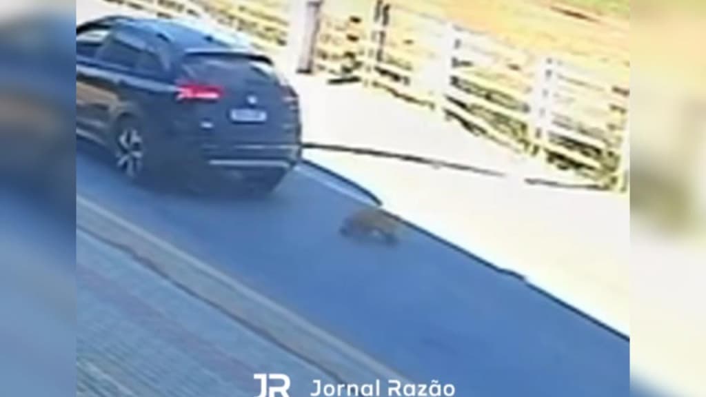 Mistério em Tijucas: cachorro “surge do nada” e morre atropelado