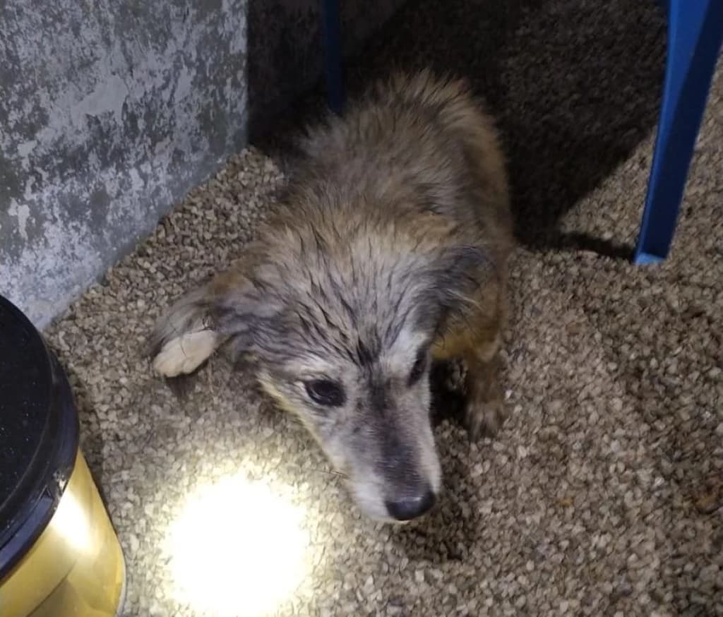 Bombeiros resgatam cachorro soterrado por muro após fortes chuvas