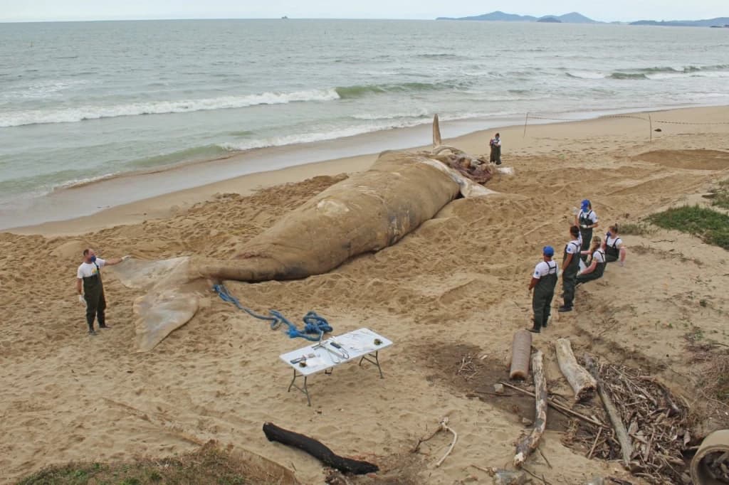 Baleia-franca é encontrada encalhada em Barra Velha