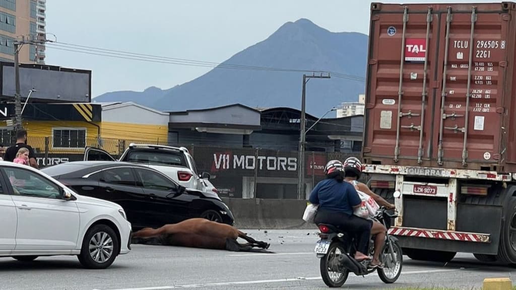 URGENTE: Cavalo é atropelado na BR-101