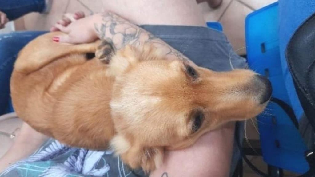 Mulher é presa após arremessar cachorra de motocicleta em movimento