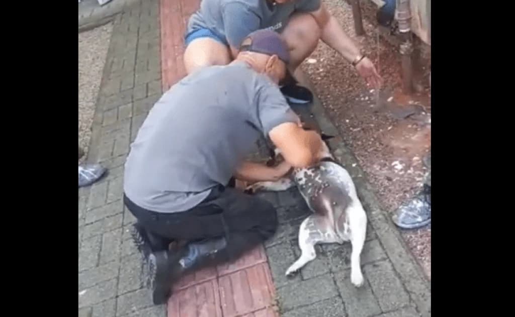 COVARDIA: cachorrinha é esquecida em sacada de apartamento e acaba morrendo