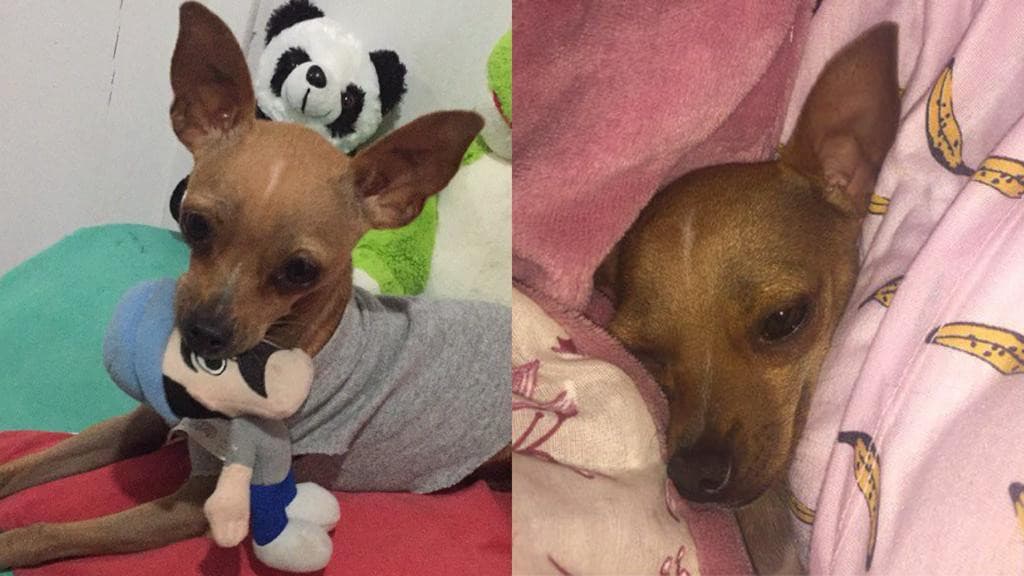 Chinelagem está roubando até cachorro em Tijucas