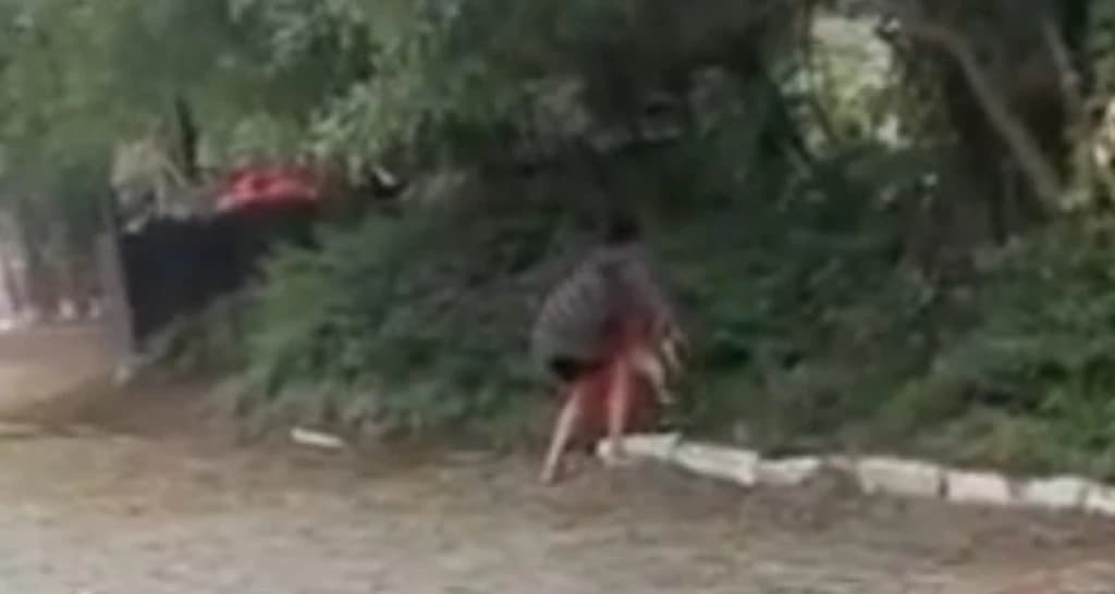 Idosa é flagrada tentando abandonar gato dentro de sacola em Itapema