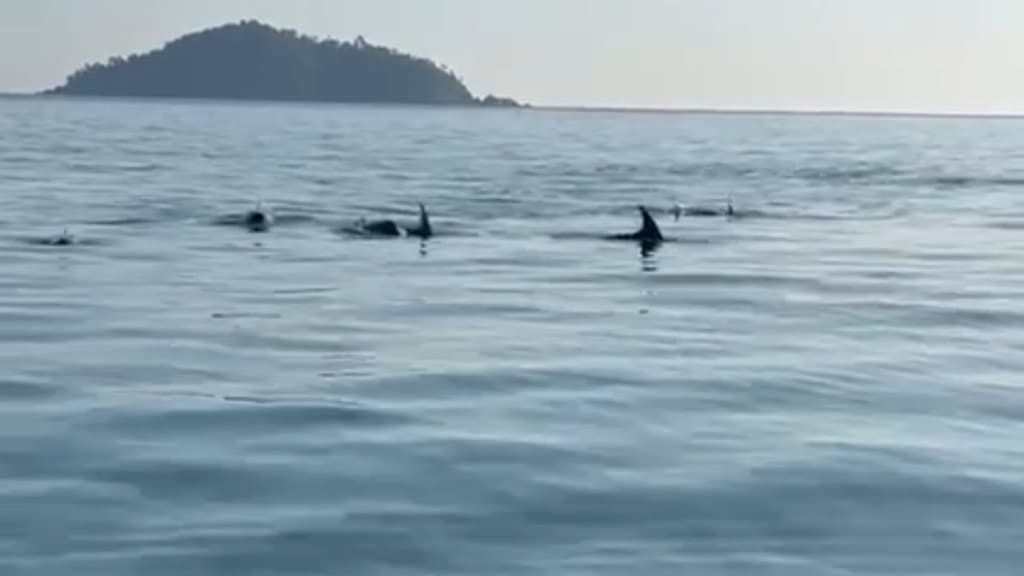 Botos encantam pescadores e turistas ao aparecer em praia de Penha