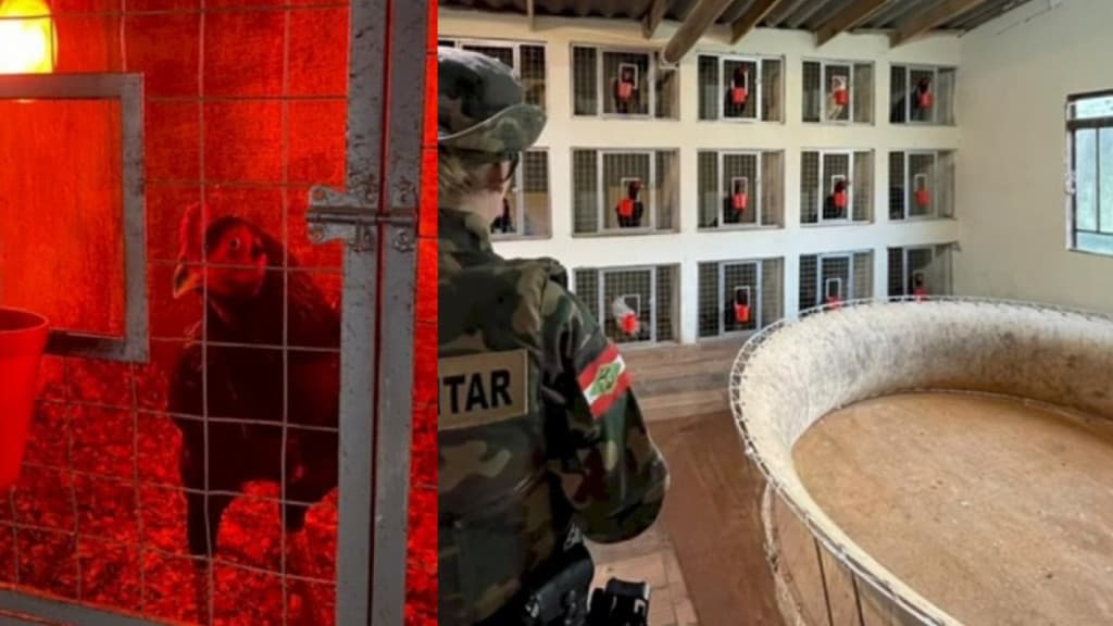 Operação desmantela criadouro de galos para rinha