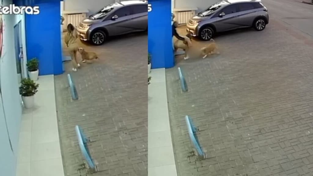 Pit bull pula no colo de mulher e “sequestra” cachorrinha: “agarrou com a boca”