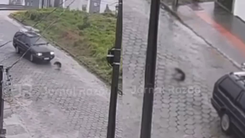 Motorista é acusado de atropelar cachorro propositalmente em cidade de SC