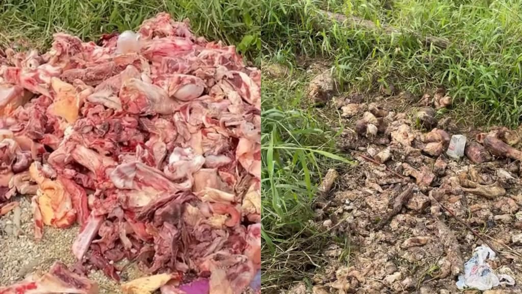 Cemitério a céu aberto: Ossadas e restos de animais são jogados em terreno de Itapema