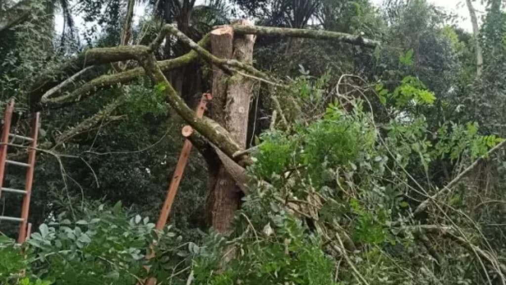 Homem fica preso pela mão durante poda em Rio do Sul