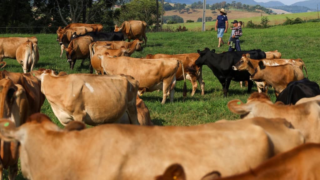Programa Leite Bom: Governo do Estado inicia pagamento de projetos que fortalecem a cadeia produtiva