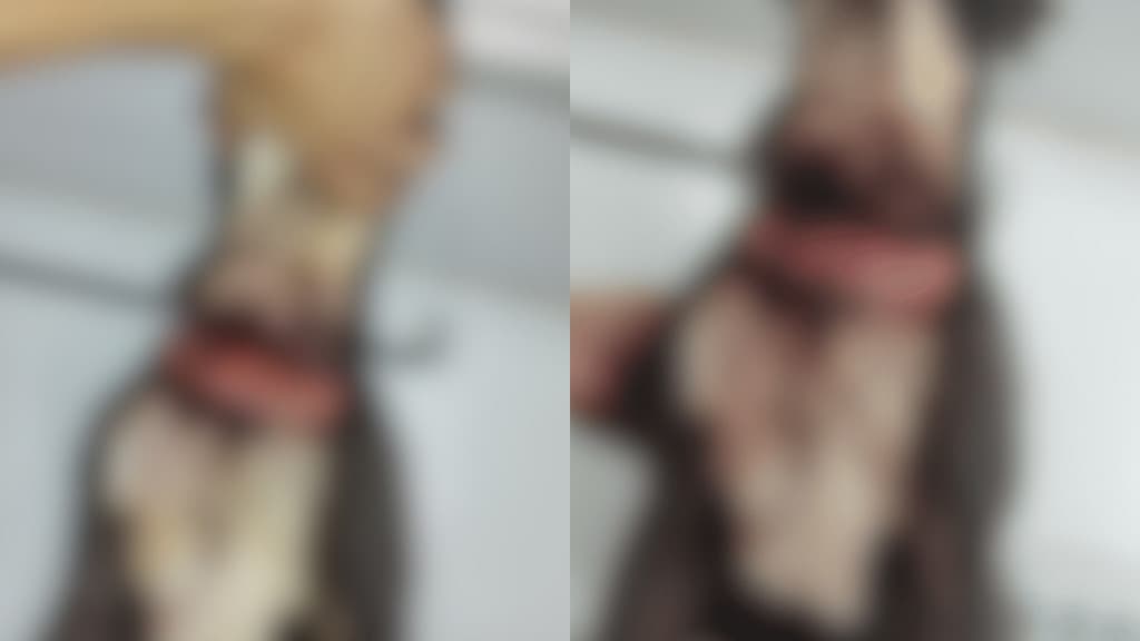 Pitbull com pescoço quase degolado é salvo em SC