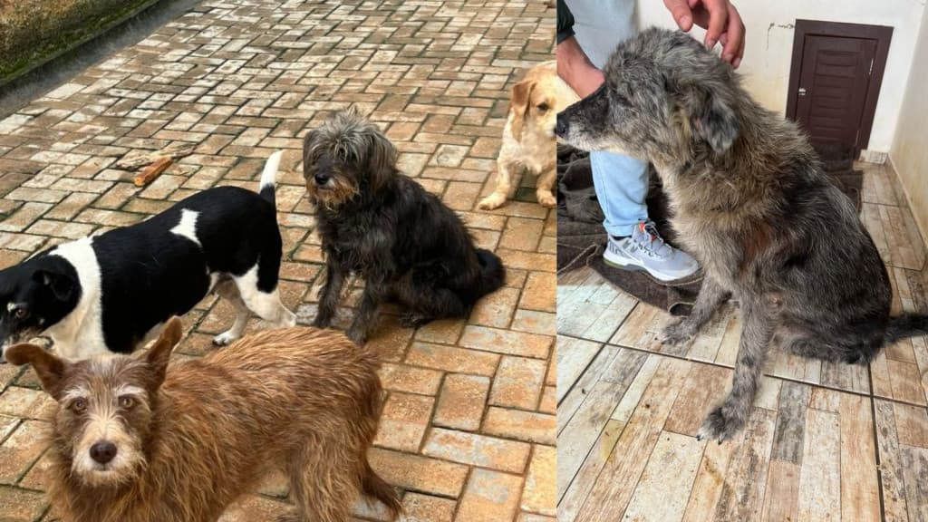 Cães são encontrados praticando canibalismo para sobreviver em SC