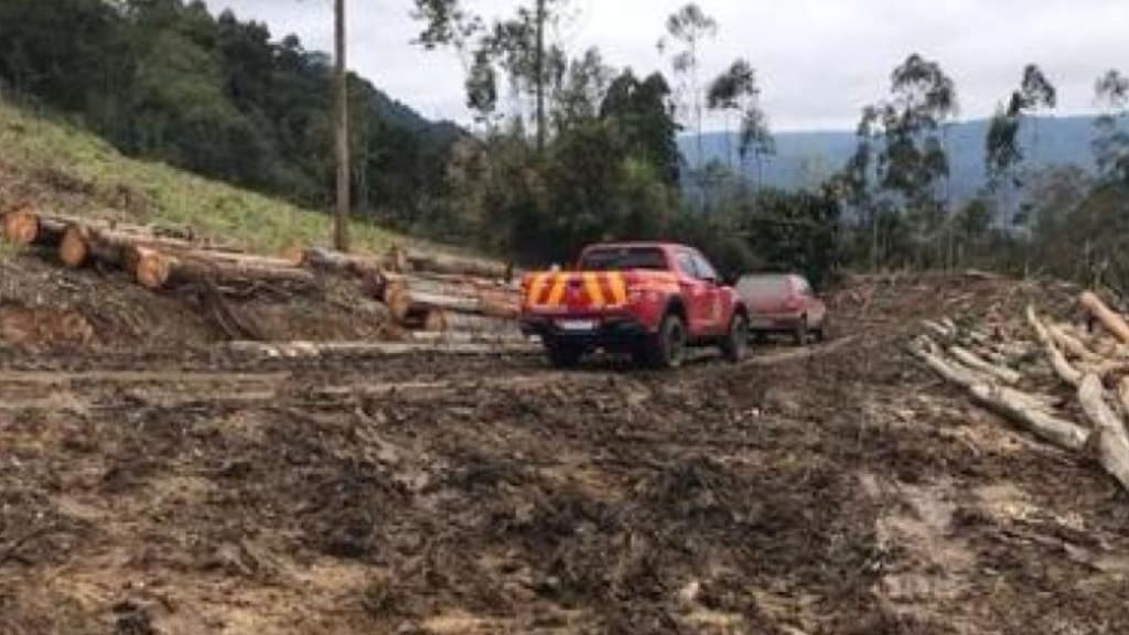 Trabalhador morre esmagado ao ser atingido por árvore