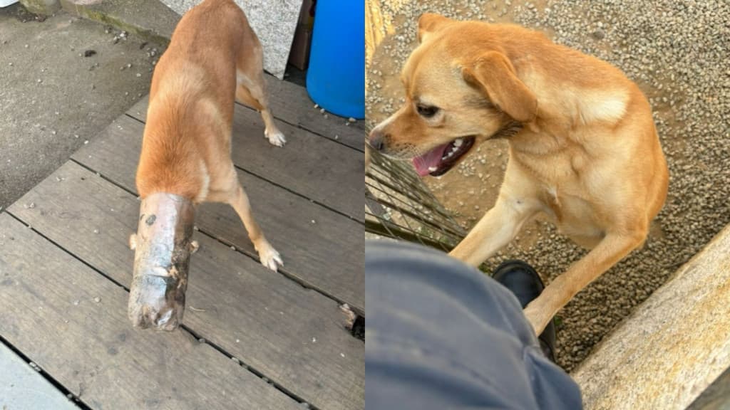 Cachorra encontrada com garrafa pet presa na cabeça mobiliza bombeiros
