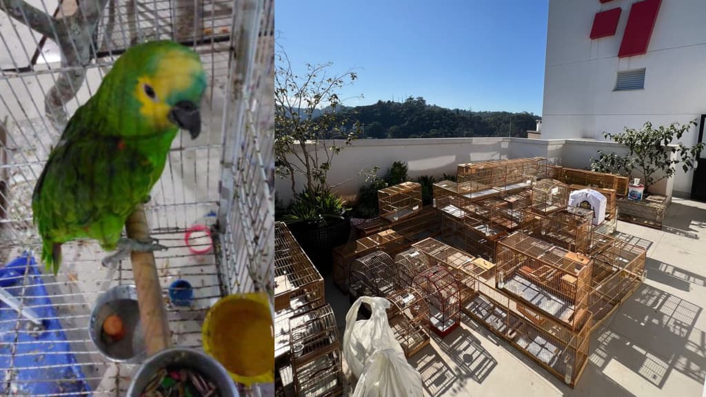 Polícia Civil desmantela quadrilha envolvida em “rinha de canários” em Balneário Camboriú