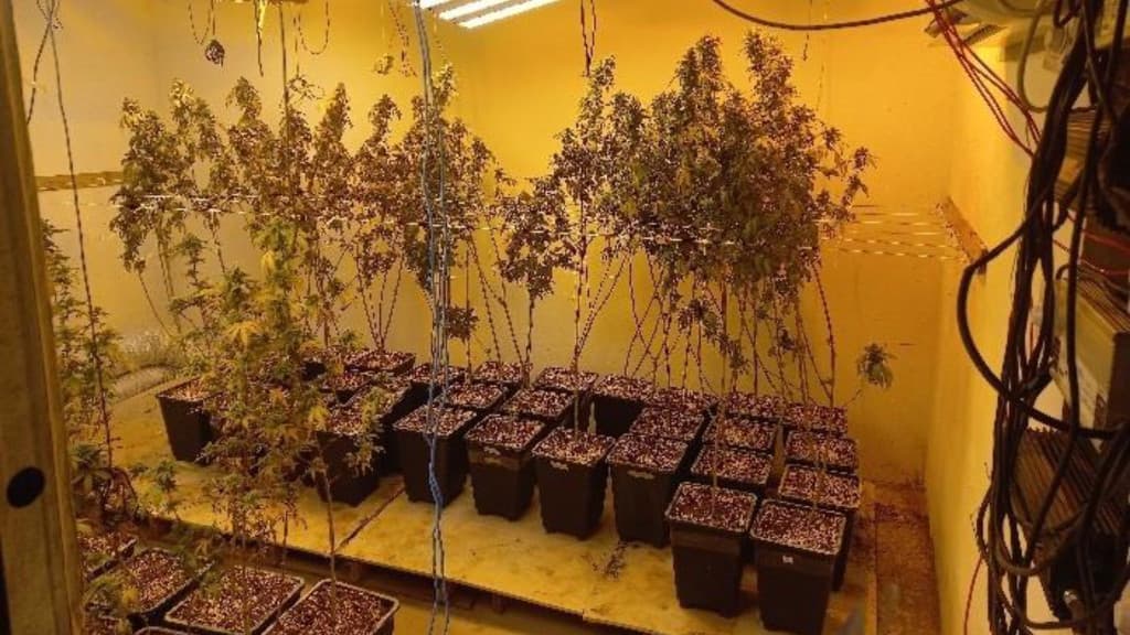 Agricultor do tráfico é preso com quase 250 pés de maconha