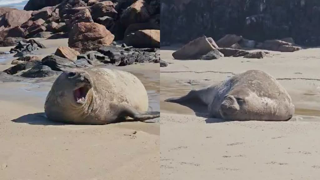 Elefante-marinho “faz pose” para banhistas em praia de SC
