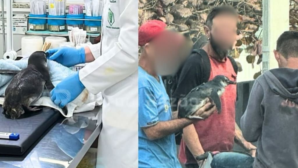 Pinguim encalha em praia de Itapema e vira mascote de moradores de rua: “morando na mochila”