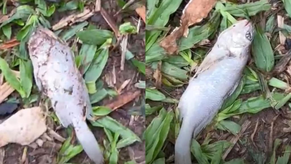 “Chuva de peixes”: Catarinense diz ter encontrado surpresa misteriosa no quintal de casa