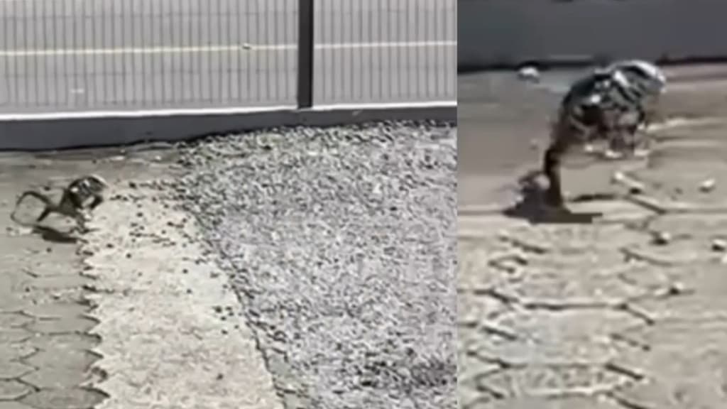 “Mas acerta, né?”: jovem leva “corridão” após decidir apedrejar lagarto em Santa Catarina