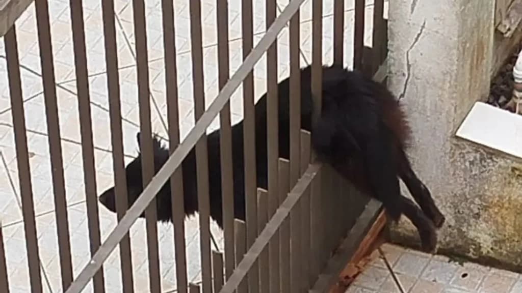 Cachorro fica preso entre grades de portão e mobiliza bombeiros em Itapema