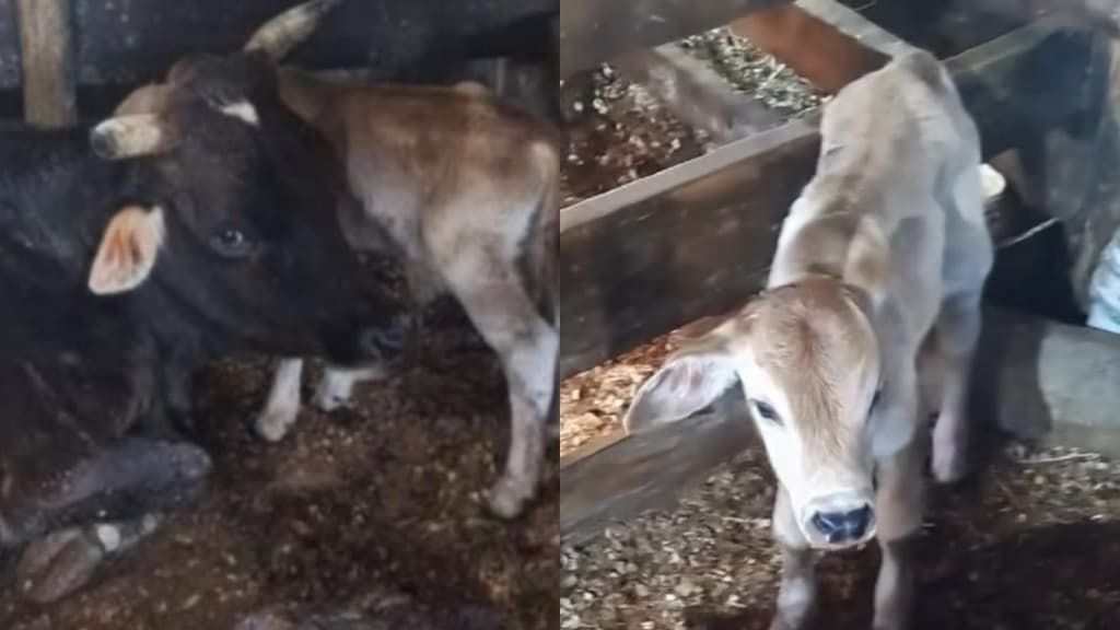 Vaca dá à luz bezerros gêmeos em Tijucas